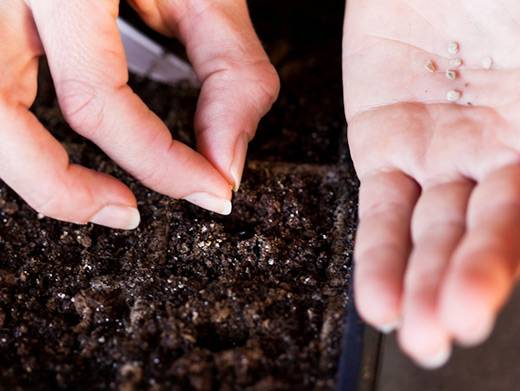 Lunar calendar for planting pepper seedlings in 2022 