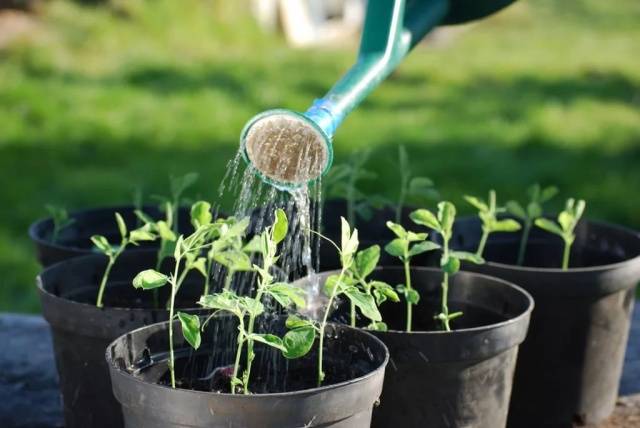 Lunar calendar for planting pepper seedlings in 2022 