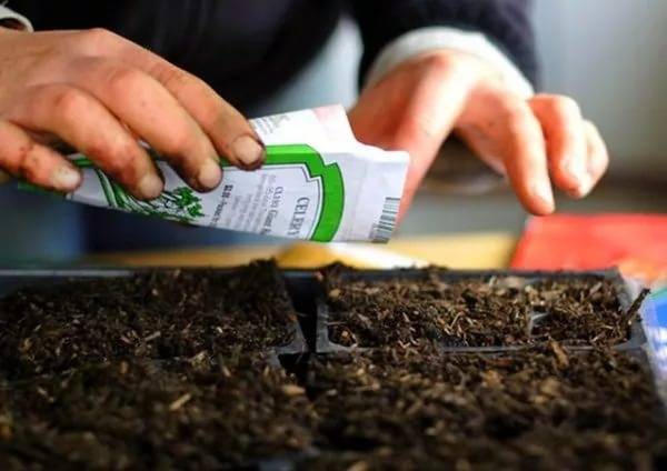 Lunar calendar for planting pepper seedlings in 2022 