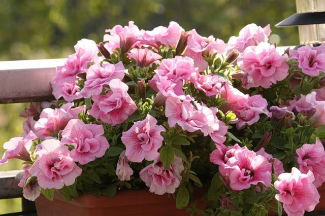 Lunar calendar for planting petunias in 2022