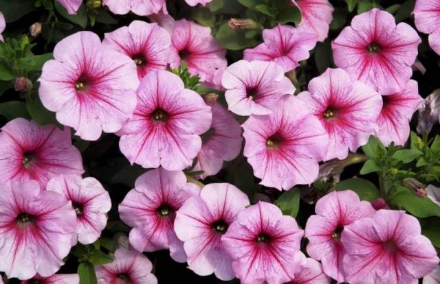 Lunar calendar for planting petunias in 2022