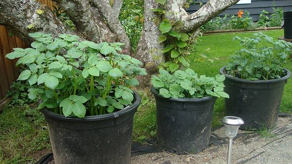 Lunar calendar for planting potatoes in May 2022