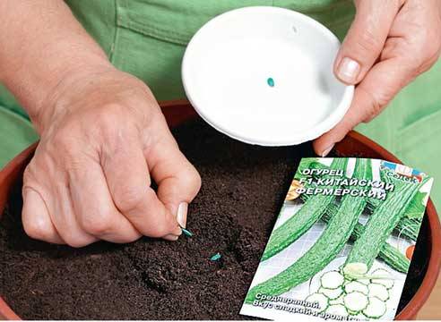 Lunar calendar for planting seedlings of cucumbers in 2022