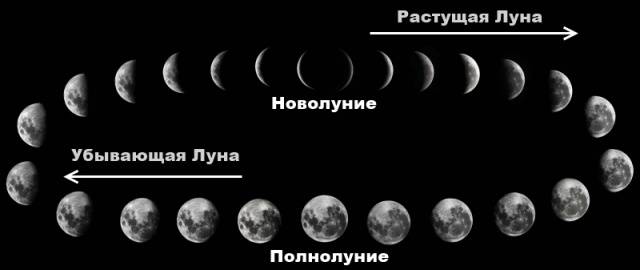 Lunar calendar for planting seedlings of cucumbers in 2022