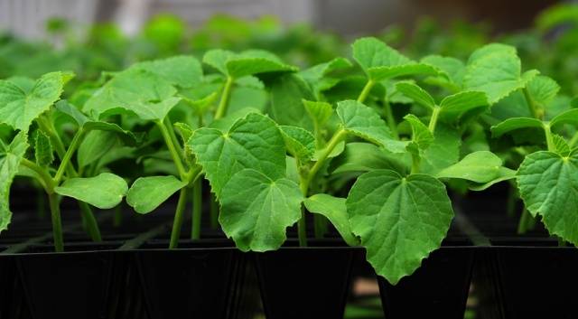 Lunar calendar for planting seedlings of cucumbers in 2022