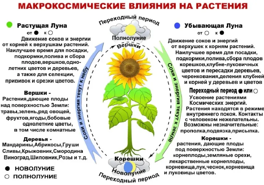 Lunar calendar of the gardener and gardener for January 2022