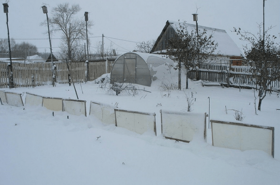 Lunar calendar of the gardener and gardener for January 2022