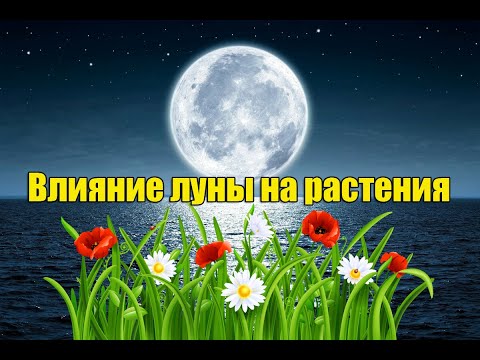 Lunar calendar of the gardener-gardener for February 2022 of the year