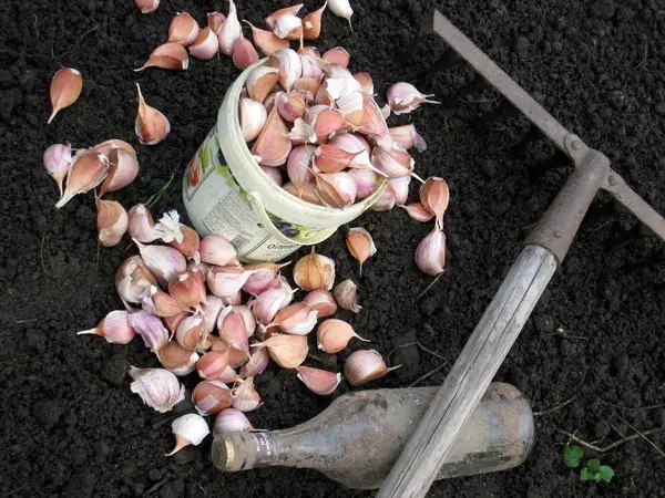 Lunar calendar: when to plant garlic according to it