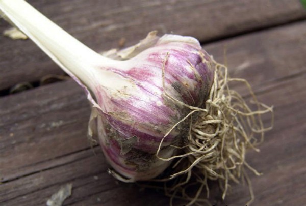 Lunar calendar: when to plant garlic according to it