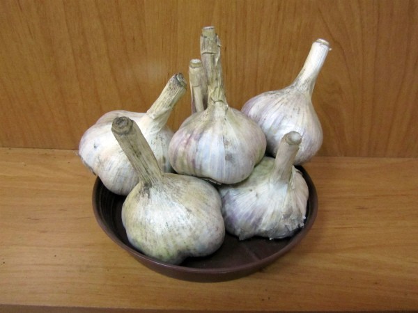 Lunar calendar: when to plant garlic according to it