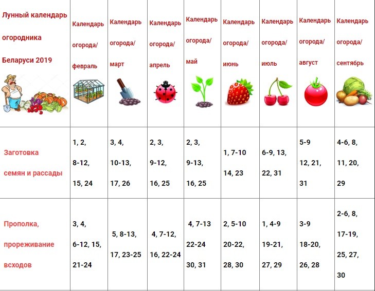 Lunar gardener calendar for Belarus for 2022: planting seeds and seedlings, monthly work plan + influence of the phases of the moon