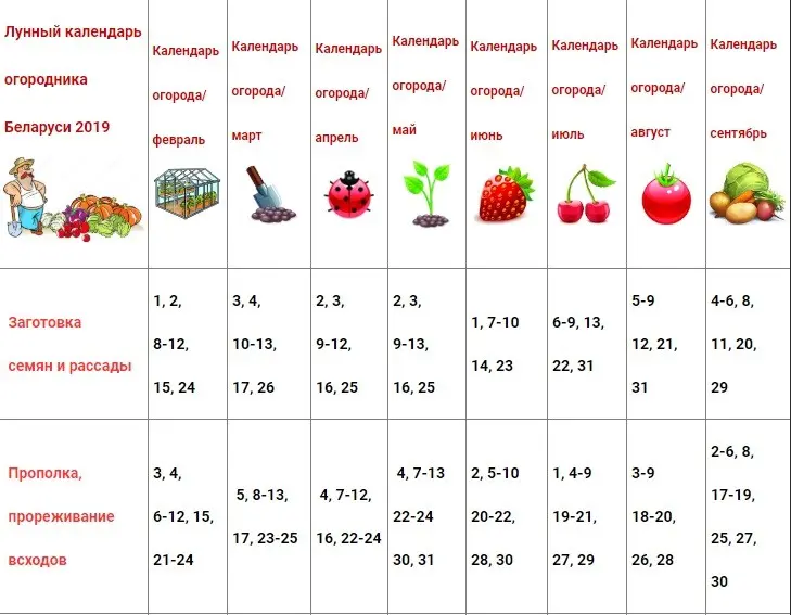 Lunar gardener calendar for Belarus for 2022: planting seeds and seedlings, monthly work plan + influence of the phases of the moon