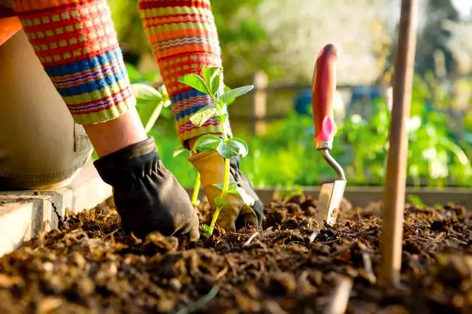 Lunar gardener calendar for Belarus for 2022: planting seeds and seedlings, monthly work plan + influence of the phases of the moon