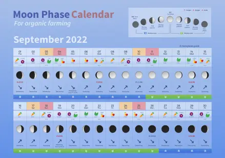 Lunar gardener calendar for Belarus for 2022: planting seeds and seedlings, monthly work plan + influence of the phases of the moon