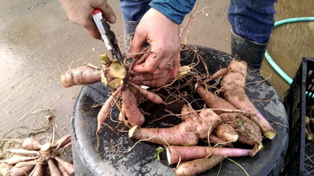 Lunar sowing calendar for florist for May 2022