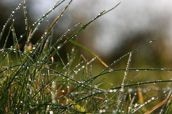 Lunar sowing calendar gardener gardener for june 2022