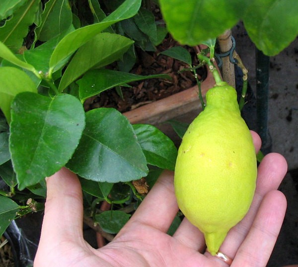 Lunario lemon is the most common citrus variety.