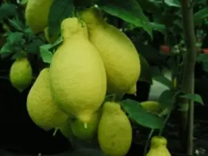 Lunario lemon is the most common citrus variety.