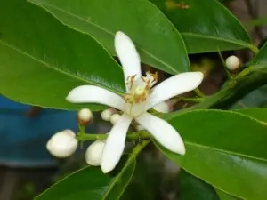 Lunario lemon is the most common citrus variety.