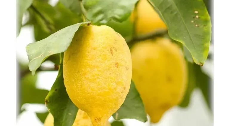 Lunario lemon is the most common citrus variety.