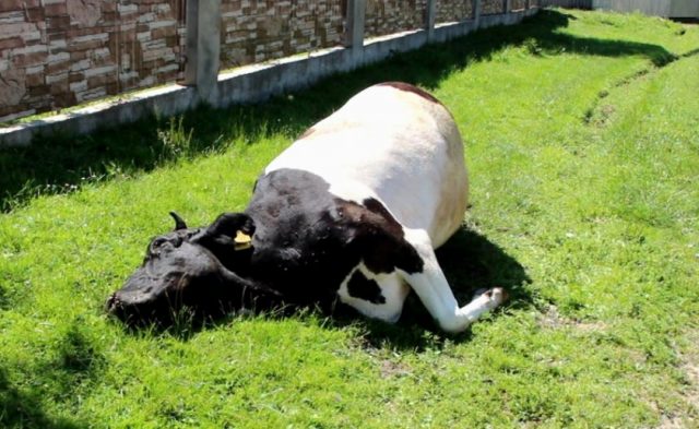 Lung disease in calves and cows