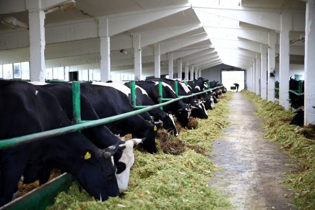 Lung disease in calves and cows