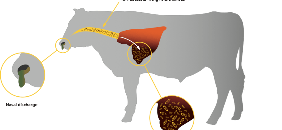 Lung disease in calves and cows