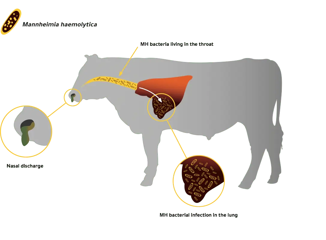 Lung disease in calves and cows