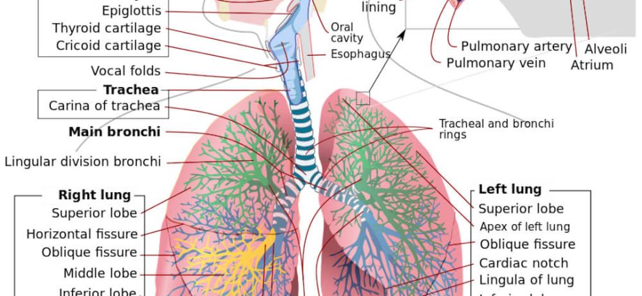 Lungs &#8211; anatomical structure, the most common diseases and functions in the body [EXPLAINED]