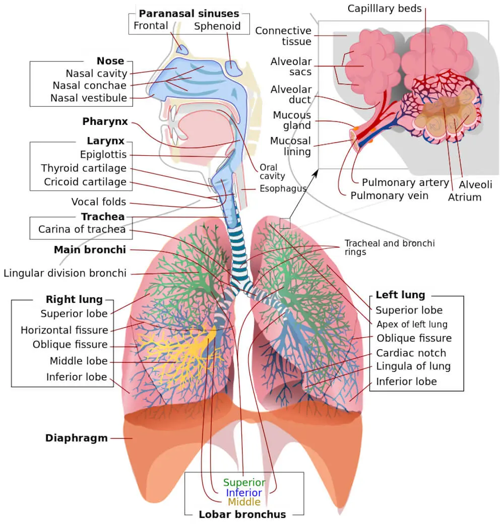 Lungs &#8211; anatomical structure, the most common diseases and functions in the body [EXPLAINED]