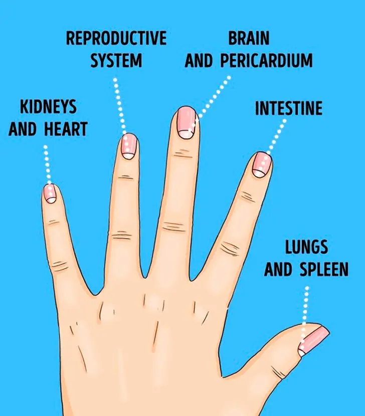 Lunules on your nails &#8211; when do they appear and what do they say about your health?