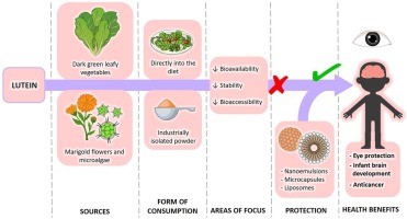 Lutein &#8211; action, properties, excess and deficiency. How to monitor lutein levels?