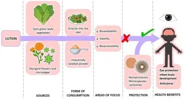 Lutein &#8211; action, properties, excess and deficiency. How to monitor lutein levels?