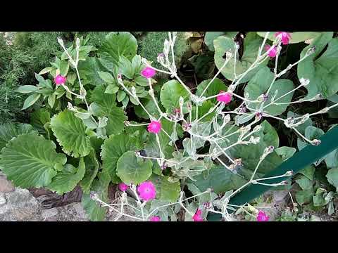 Lychnis sparkling Rosetta: planting and care, photo