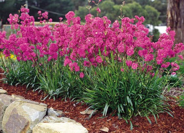 Lychnis sparkling Rosetta: planting and care, photo