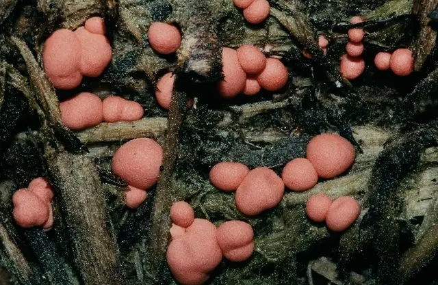 Lycogala wood (Wolfs milk) (lycogala epidendrum) photo and description