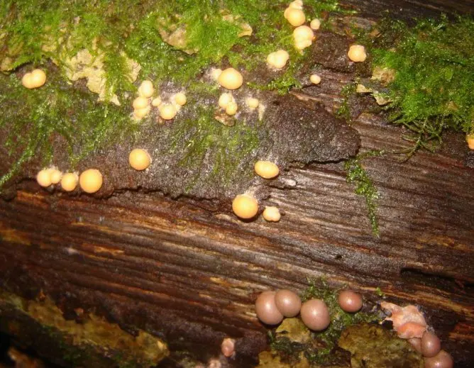 Lycogala wood (Wolfs milk) (lycogala epidendrum) photo and description