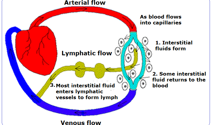 Lymph &#8211; fluid formation, chemical composition, functions