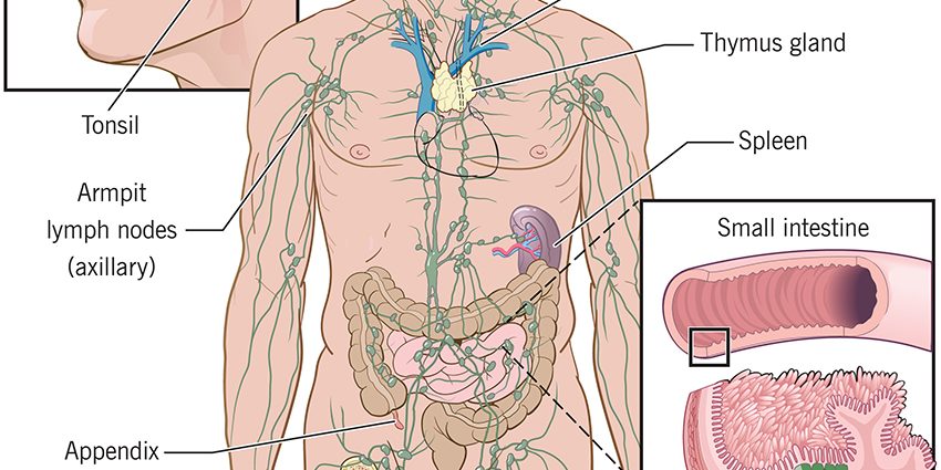 Lymphatic system &#8211; structure, functions, diseases. How does the lymphatic system work?