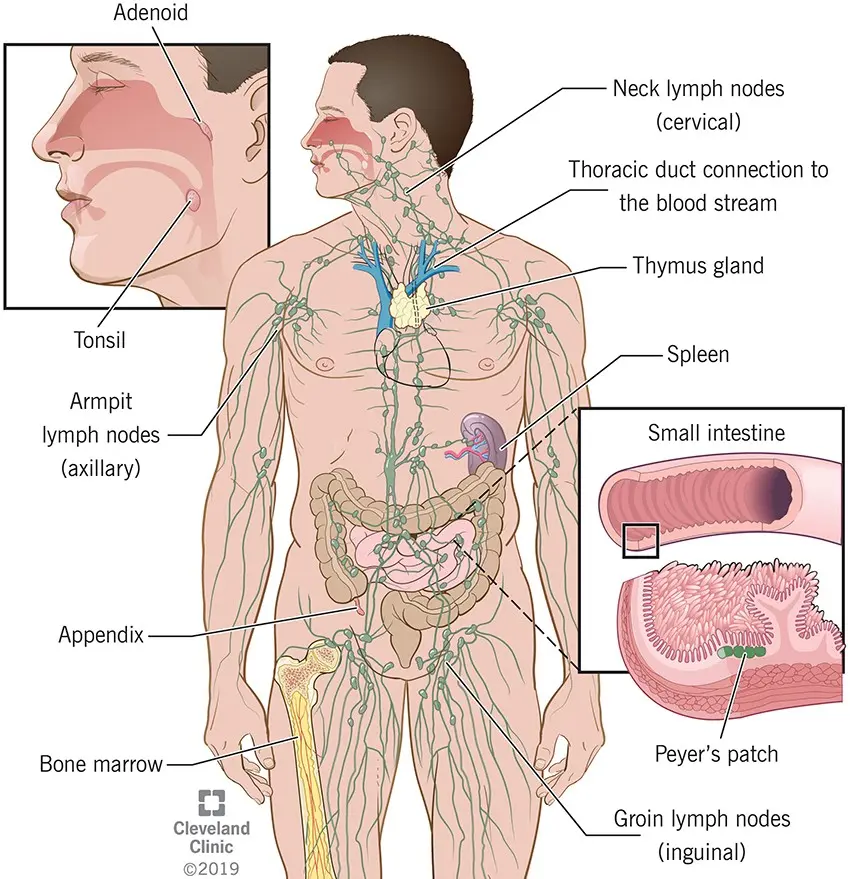 Lymphatic system &#8211; structure, functions, diseases. How does the lymphatic system work?