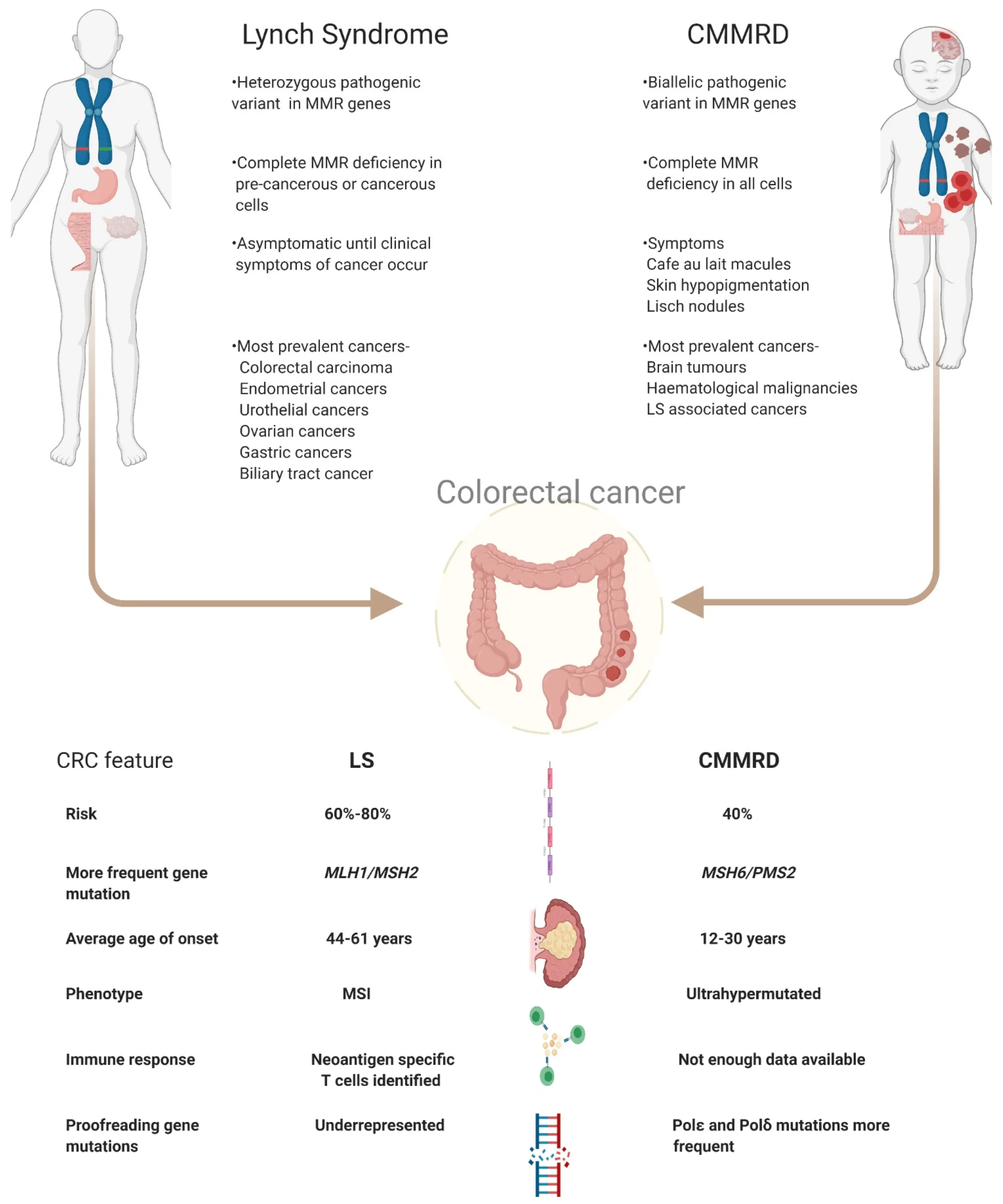 Lynch syndrome &#8211; causes, symptoms, prognosis? Rare colorectal cancer