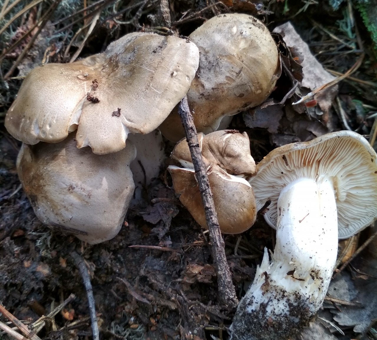 серые грибы в сосновом лесу фото