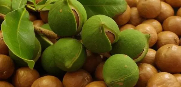 Macadamia nut: benefits and harms