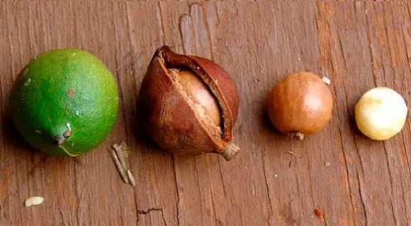 Macadamia nut: benefits and harms