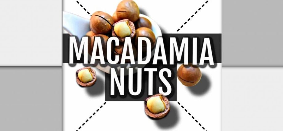 Macadamia nut: benefits and harms