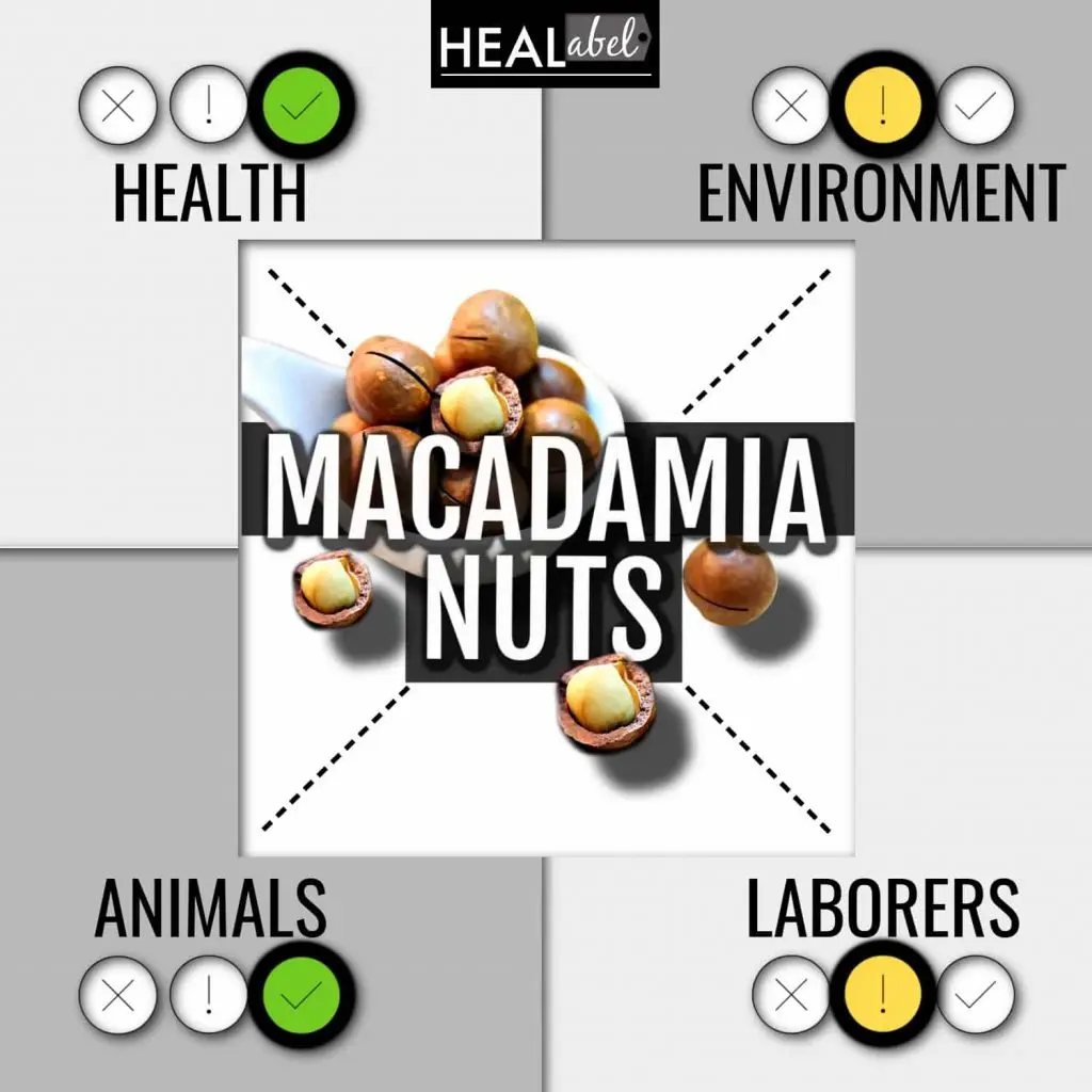 Macadamia nut: benefits and harms