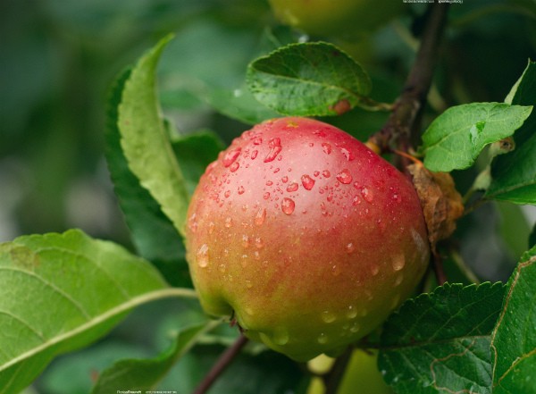 Macintosh apple tree: history, characteristics and description