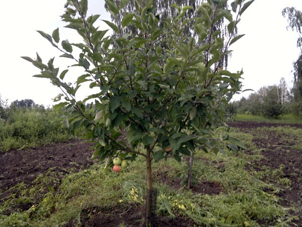 Macintosh apple tree: history, characteristics and description