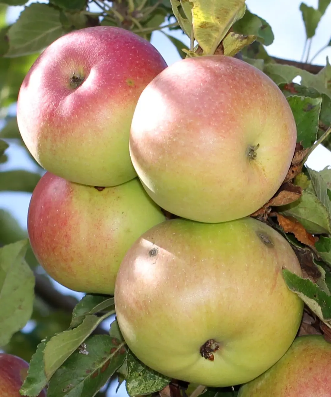 Macintosh apple tree: history, characteristics and description